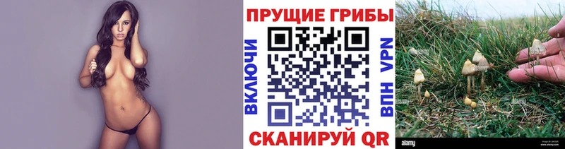 нарко площадка клад  где продают наркотики  Усть-Джегута  Галлюциногенные грибы Psilocybe 